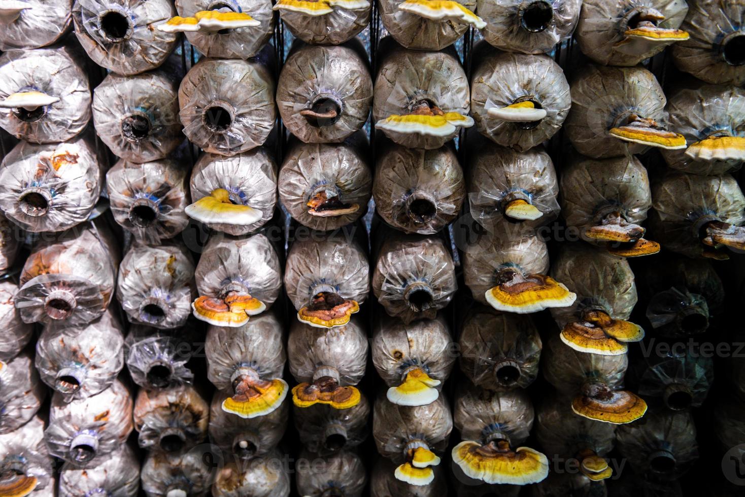 champignons binnen- plantage, teelt foto