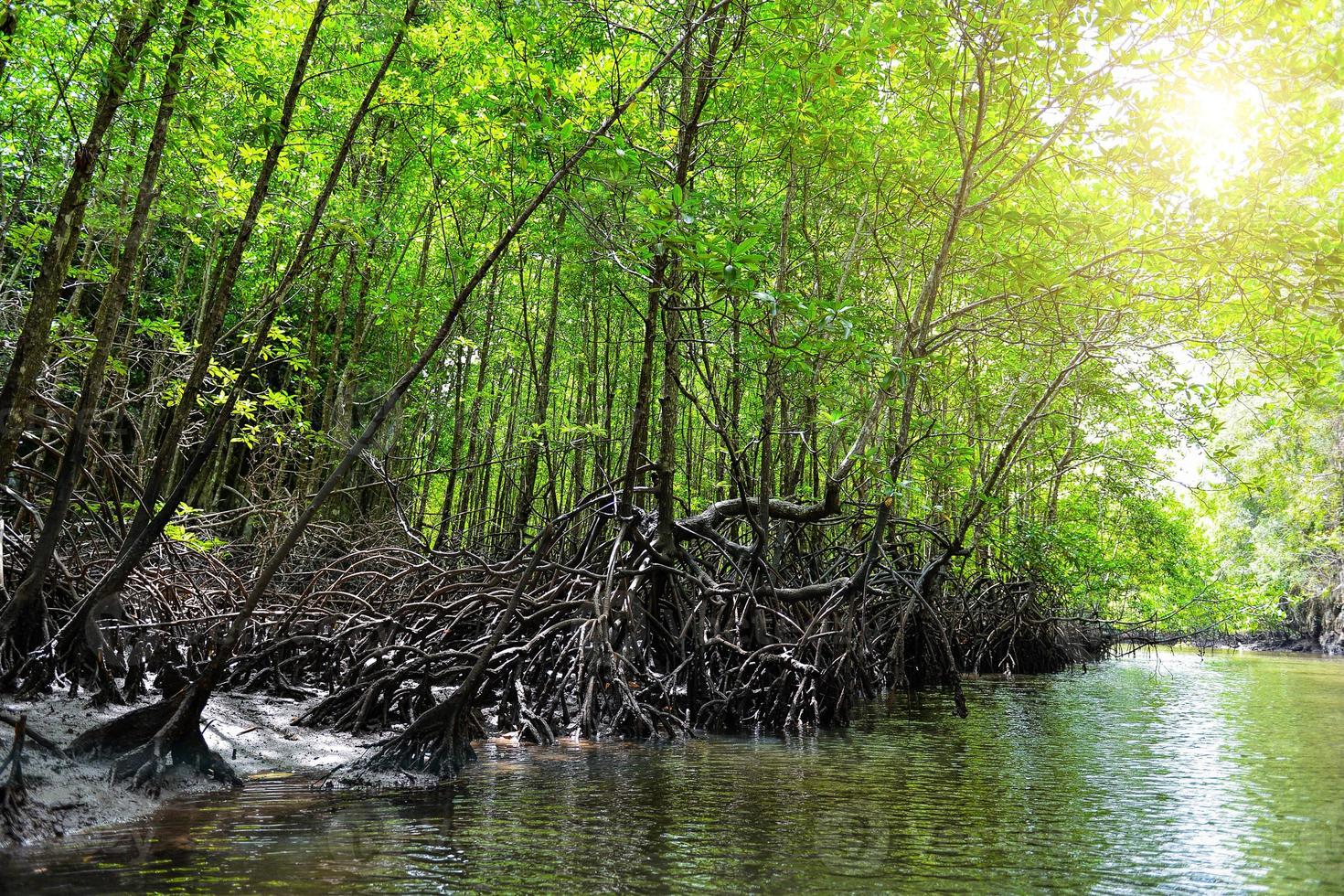 mangrove bomen langs de turkoois groen water foto