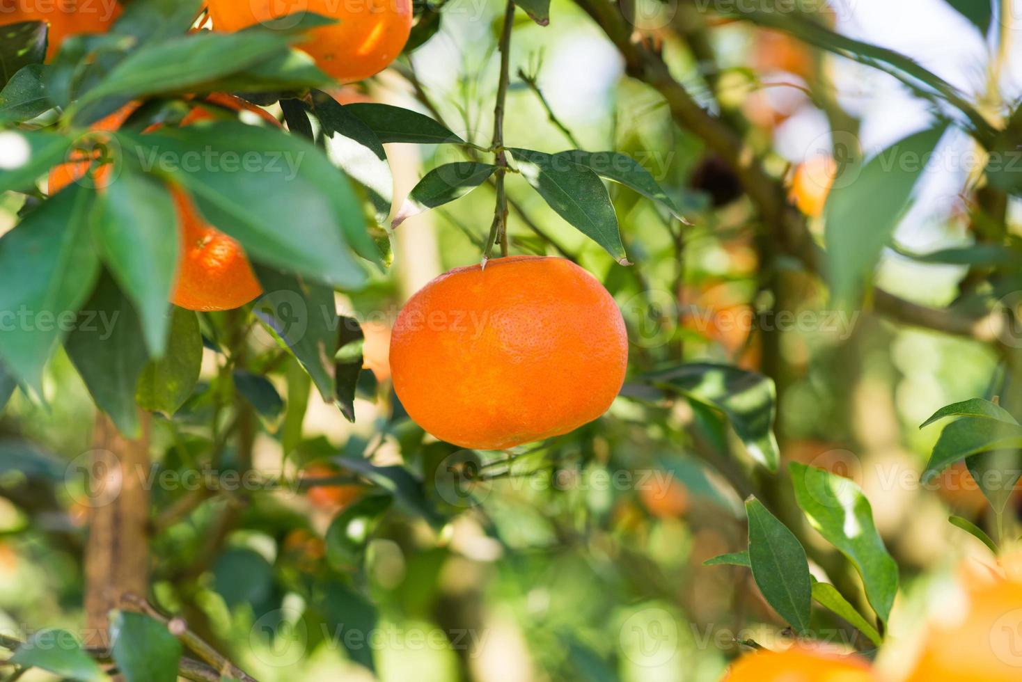 vers oranje Aan de boom foto