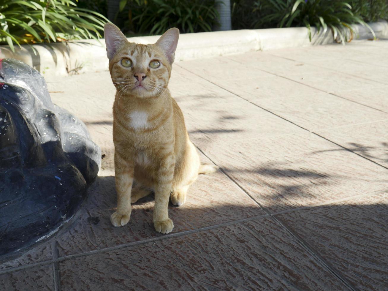 een oranje kat die buiten zit foto