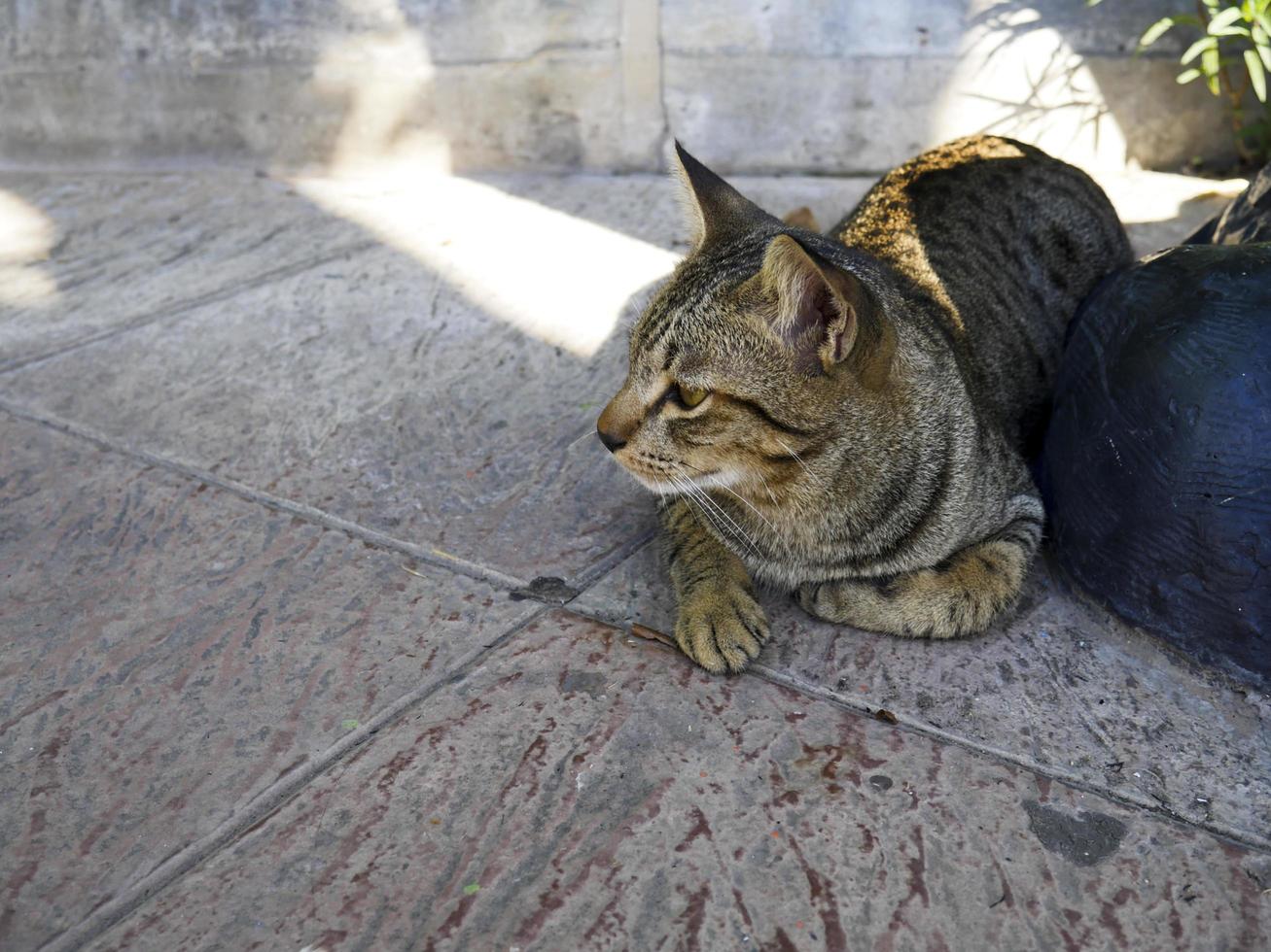 de kat ligt buiten op beton foto