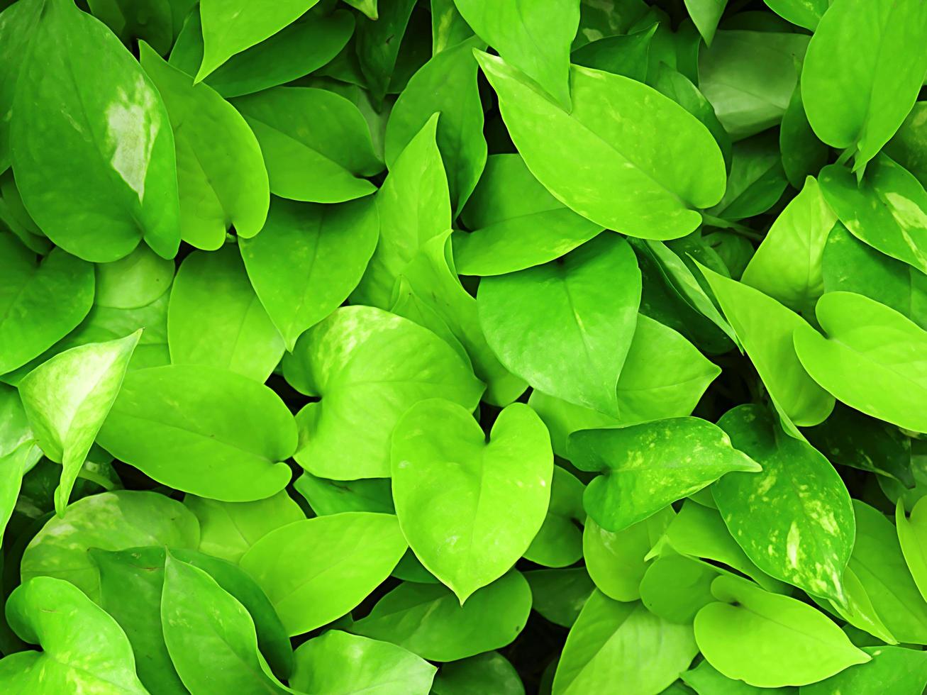 groene bladeren in de tuin foto