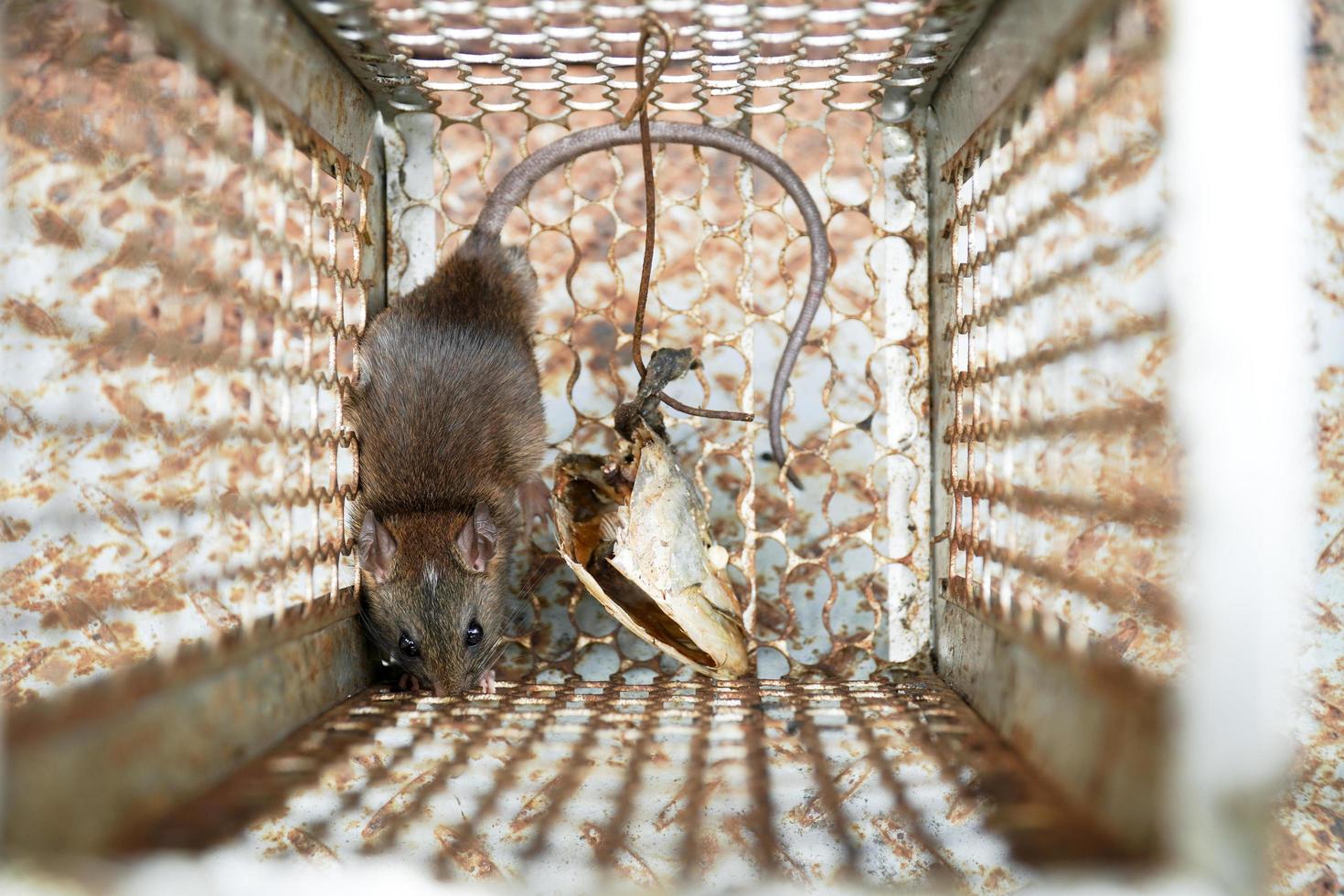 knaagdier gevangen in een muizenval kooi foto