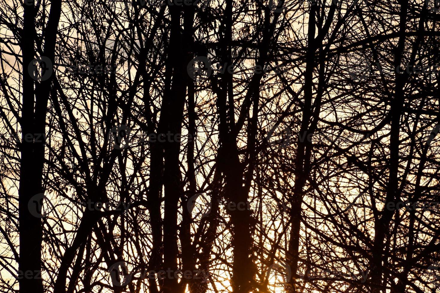 bomen in het bos foto