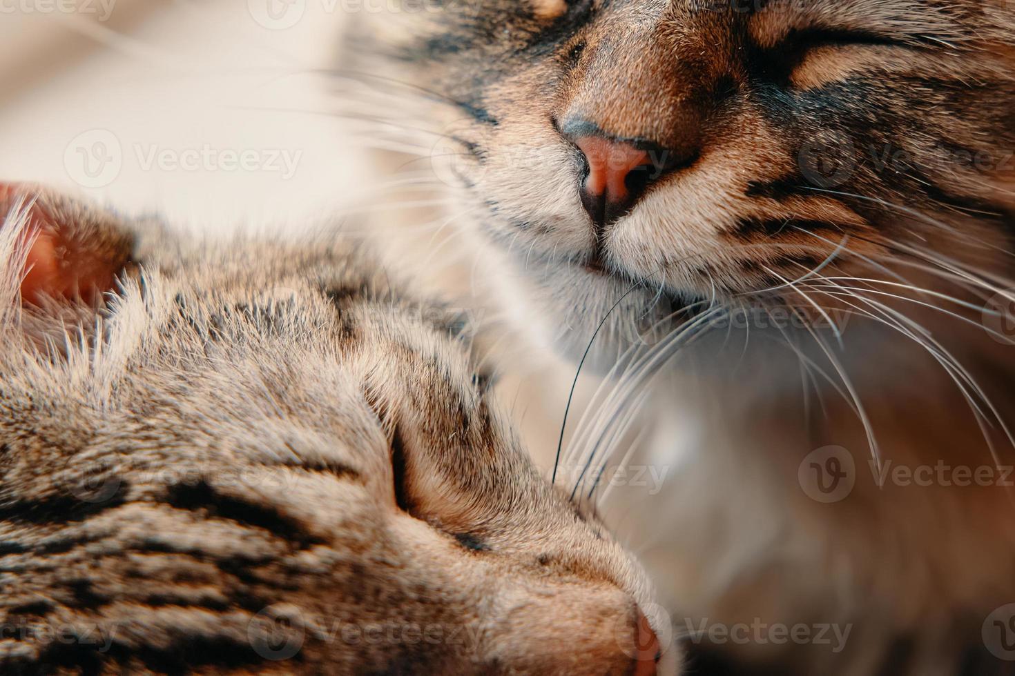 twee schattige katten glimlachen foto