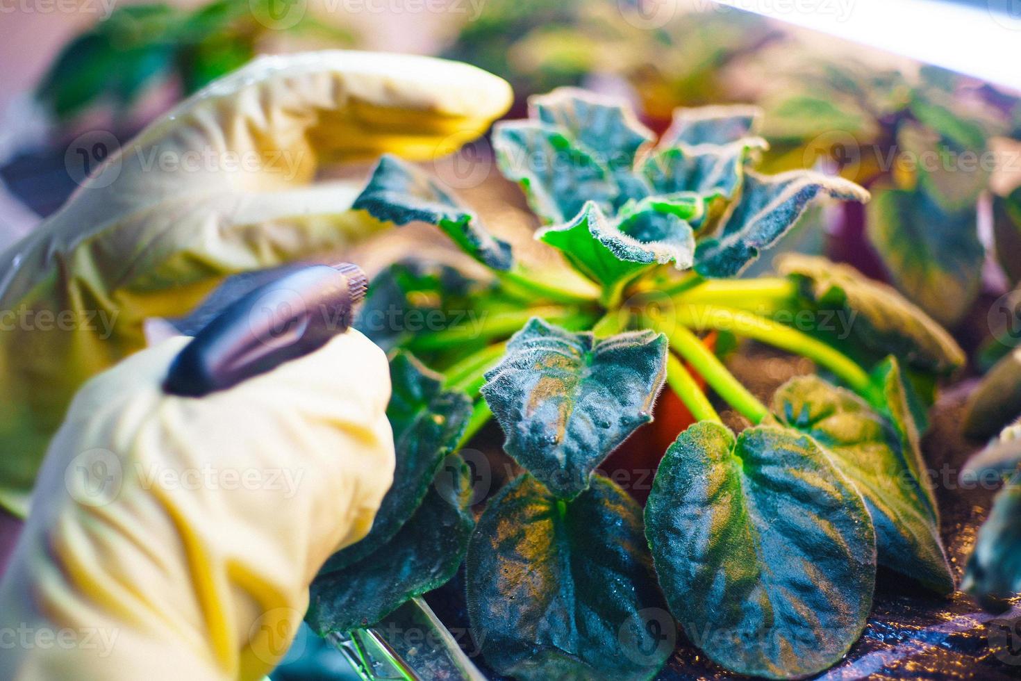 vrouw sproeien van bloemen in de tuin foto