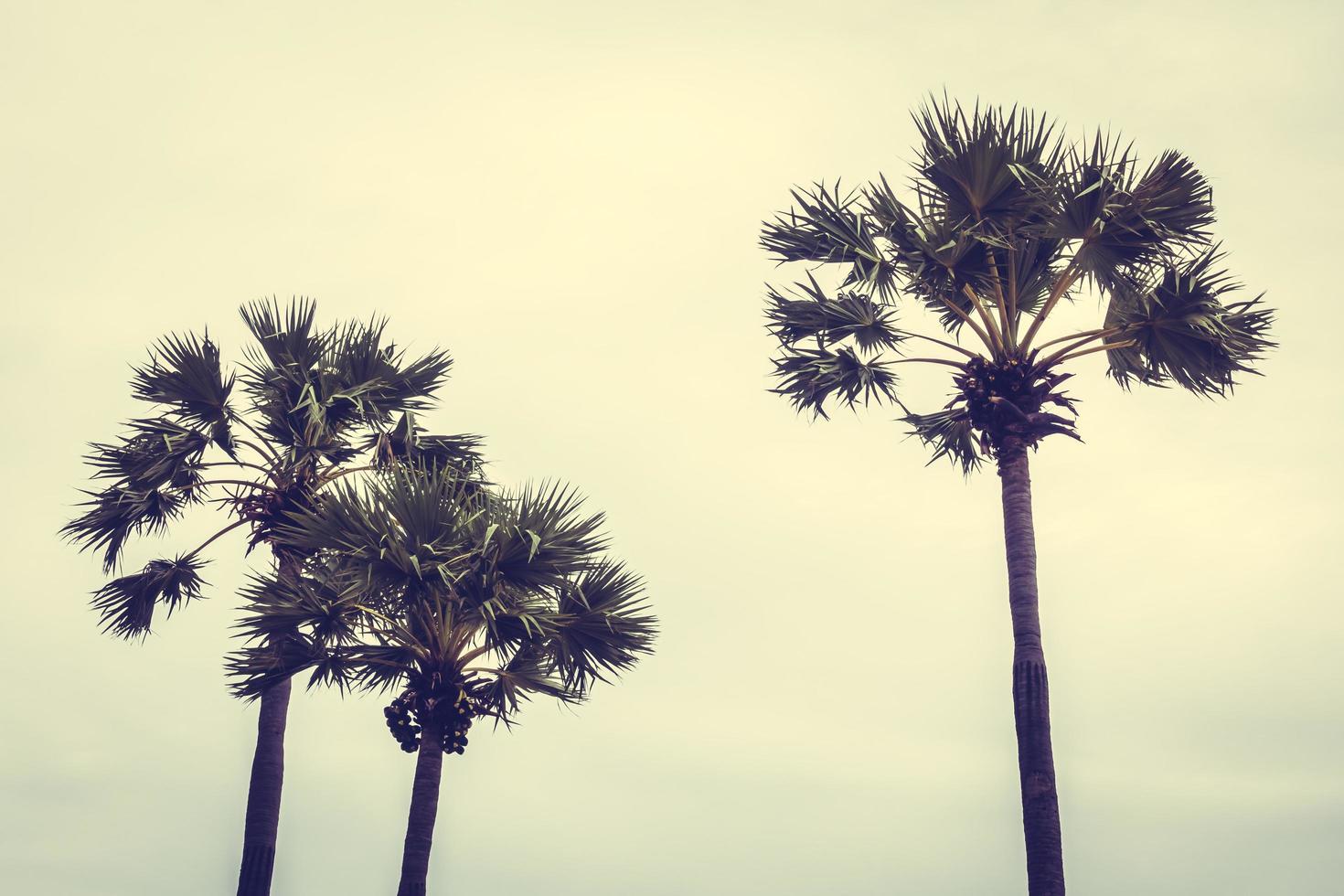 palmbomen op blauwe hemelachtergrond foto