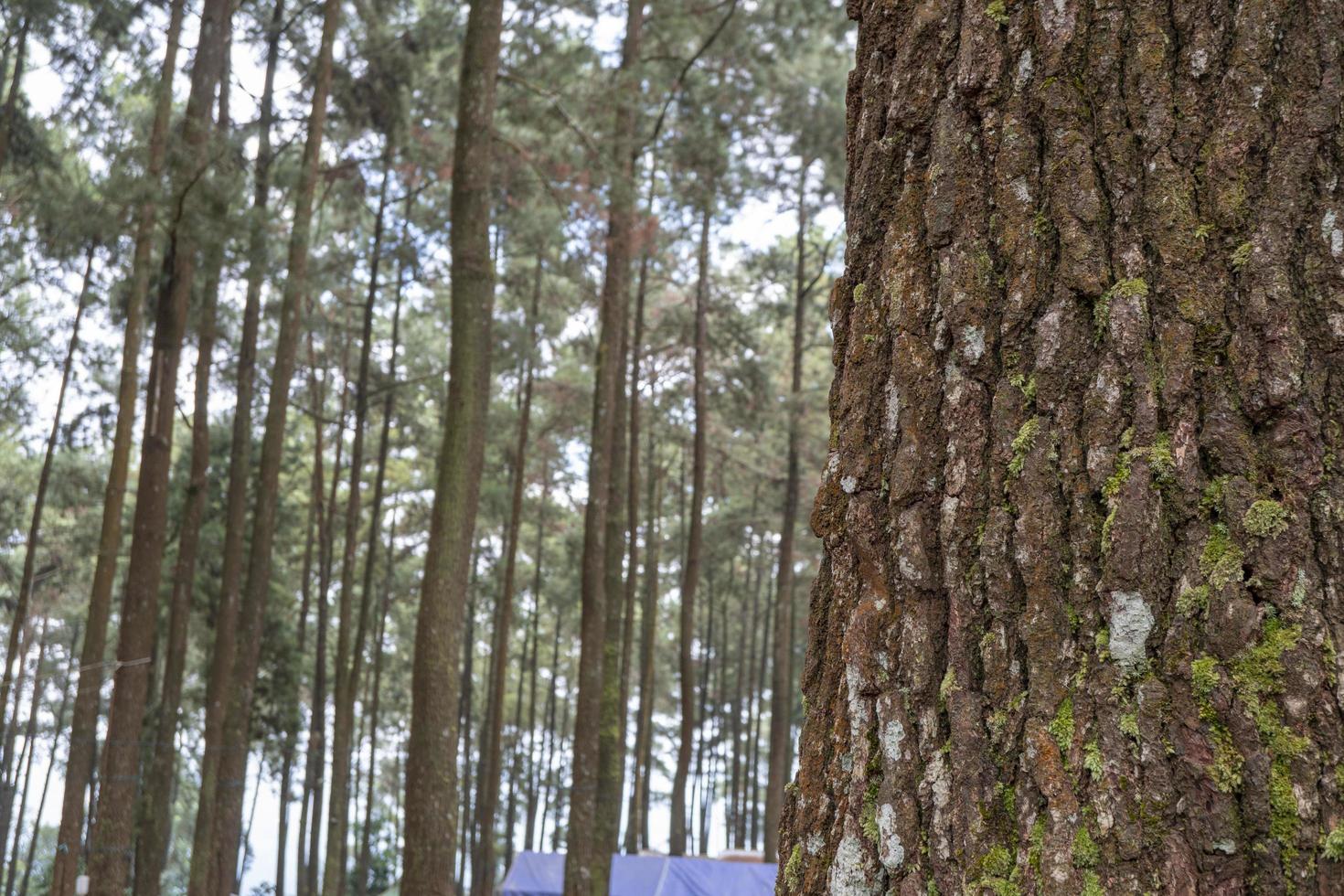 landschap toneel- van pijnboom Woud tuin Aan de top berg wanneer regenachtig seizoen met bewolkt en blauw lucht. de foto is geschikt naar gebruik voor milieu achtergrond, natuur poster en natuur inhoud media.