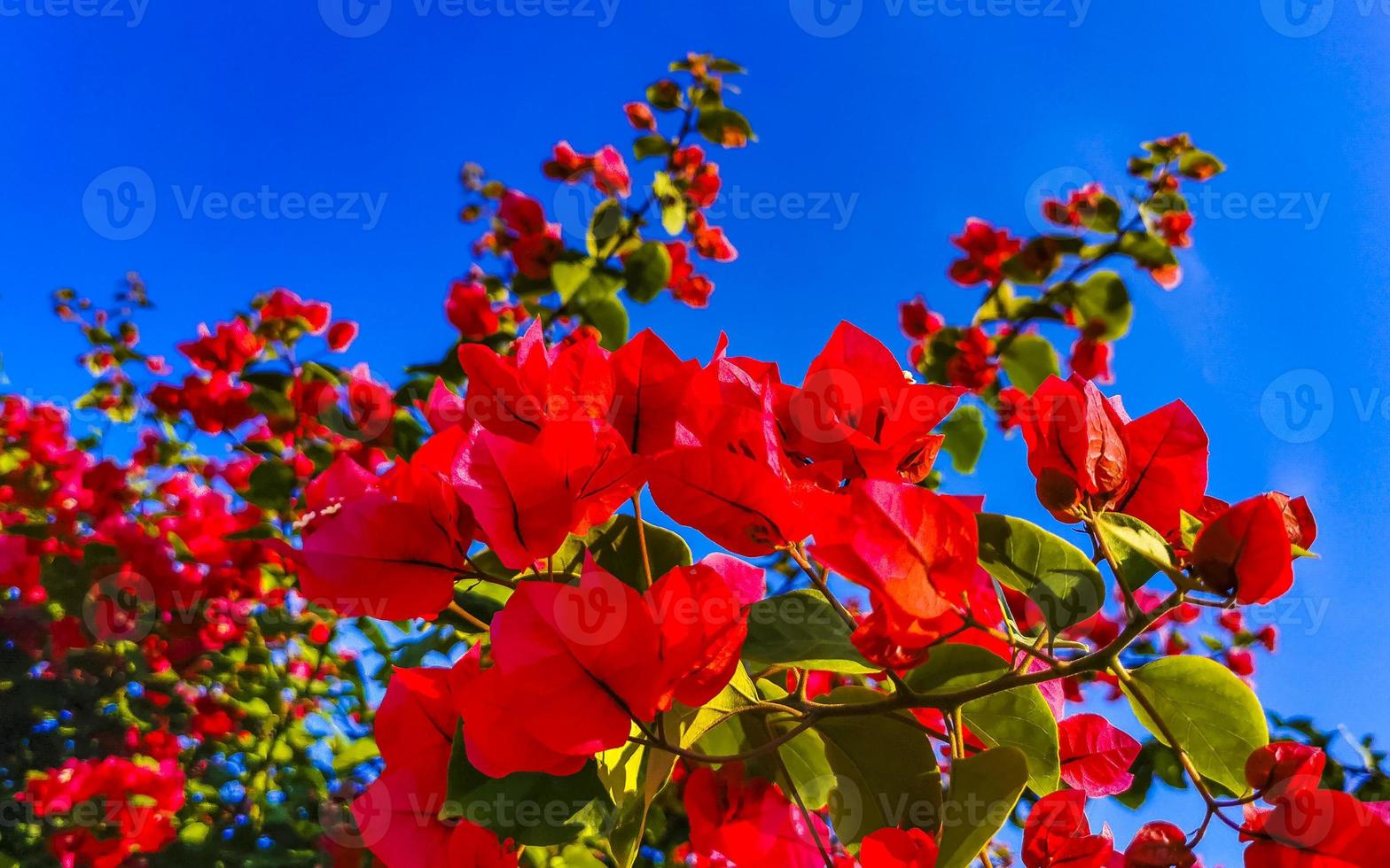 bougainvillea roze rood bloemen bloesems in puerto escondido Mexico. foto