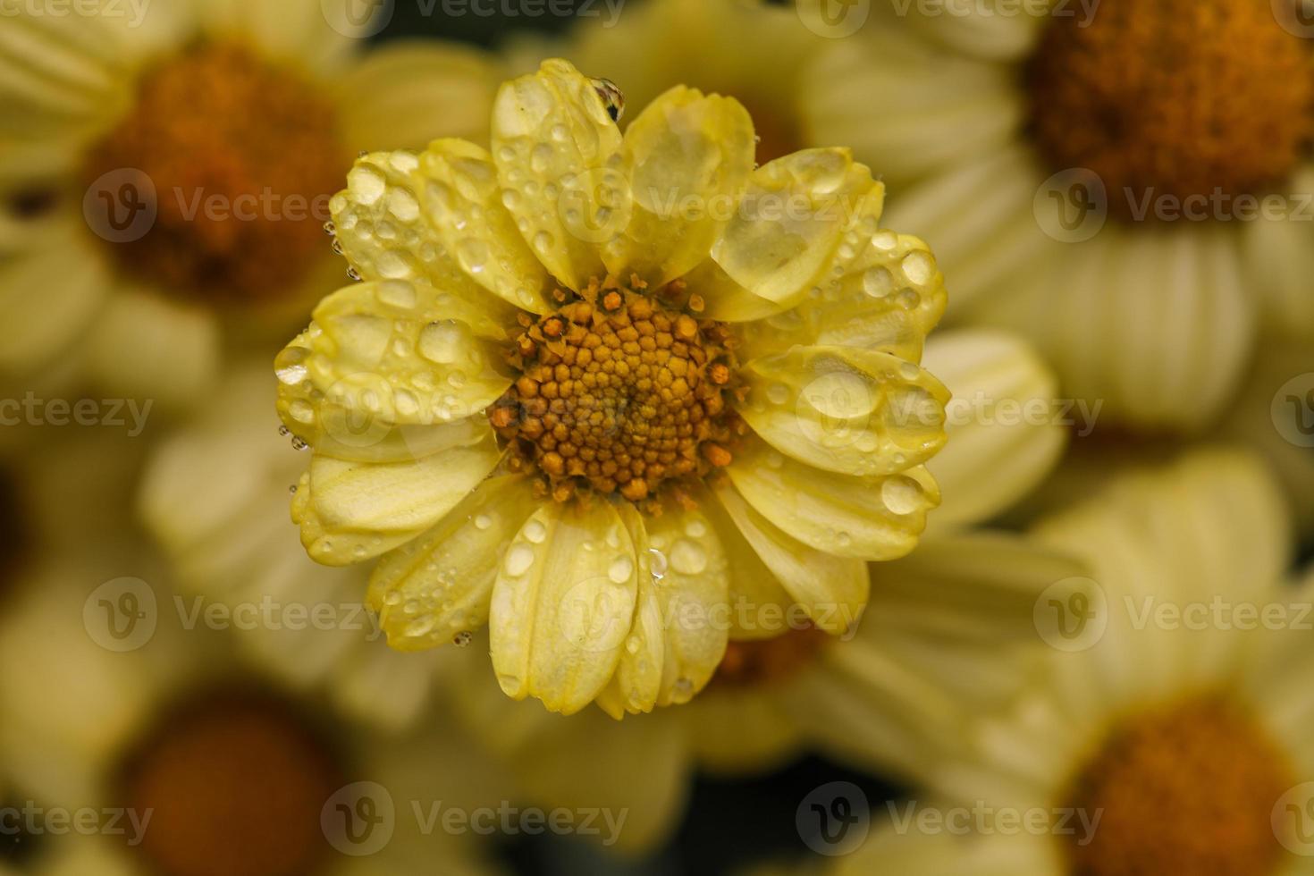 margriet madeliefjes in een licht regen foto