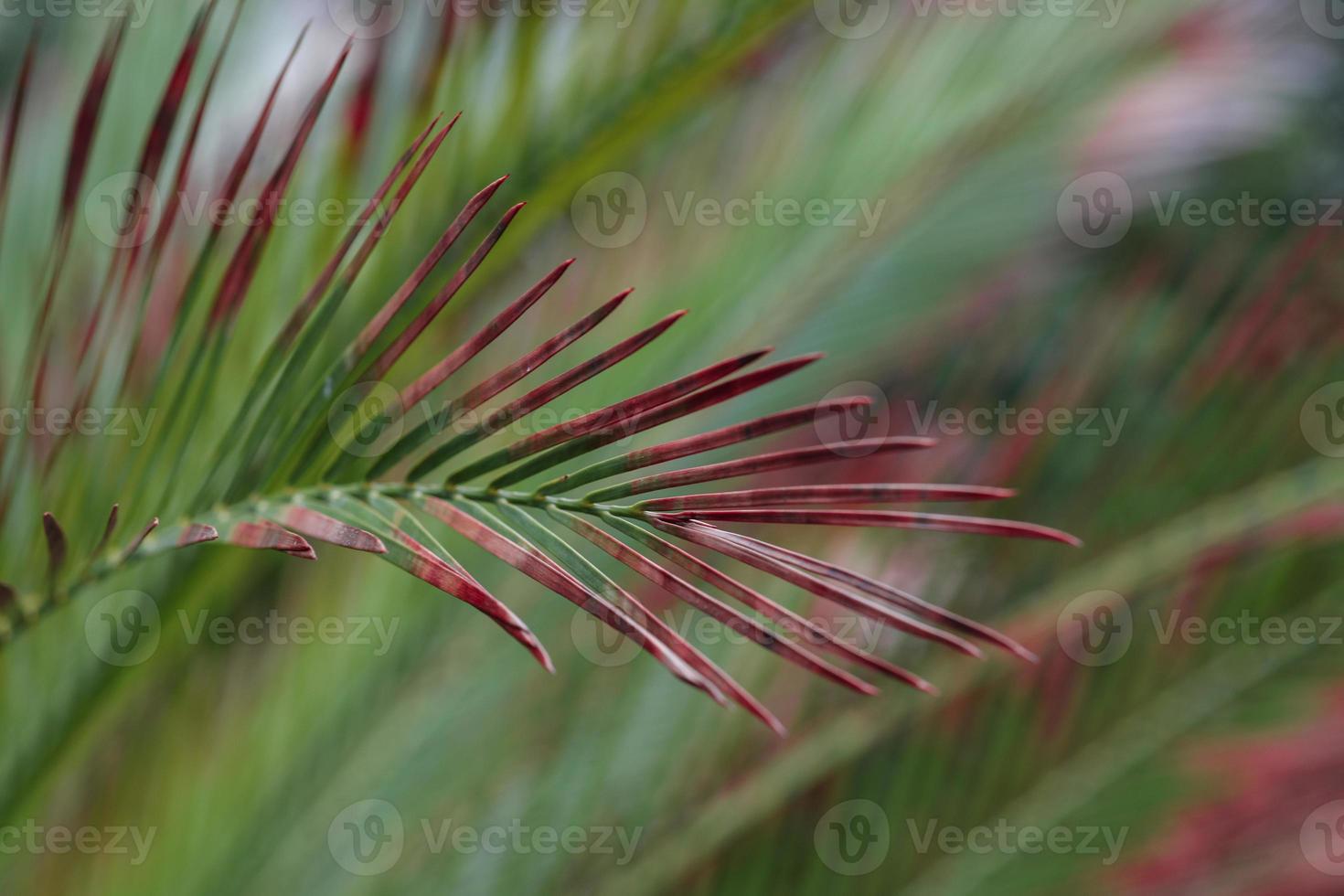 sago palm bladeren met winter bruin worden foto