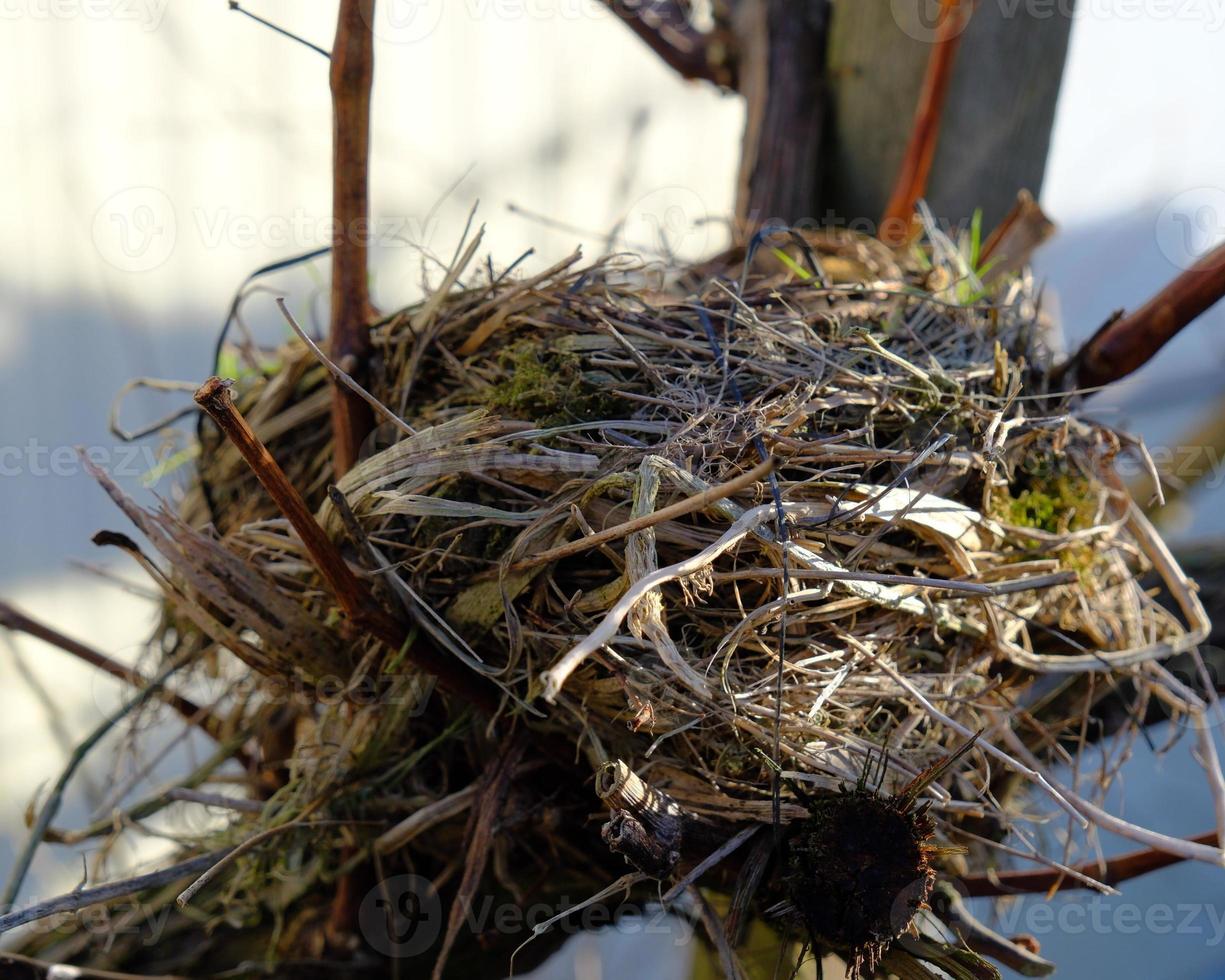 ontruimd vogelstand nest foto