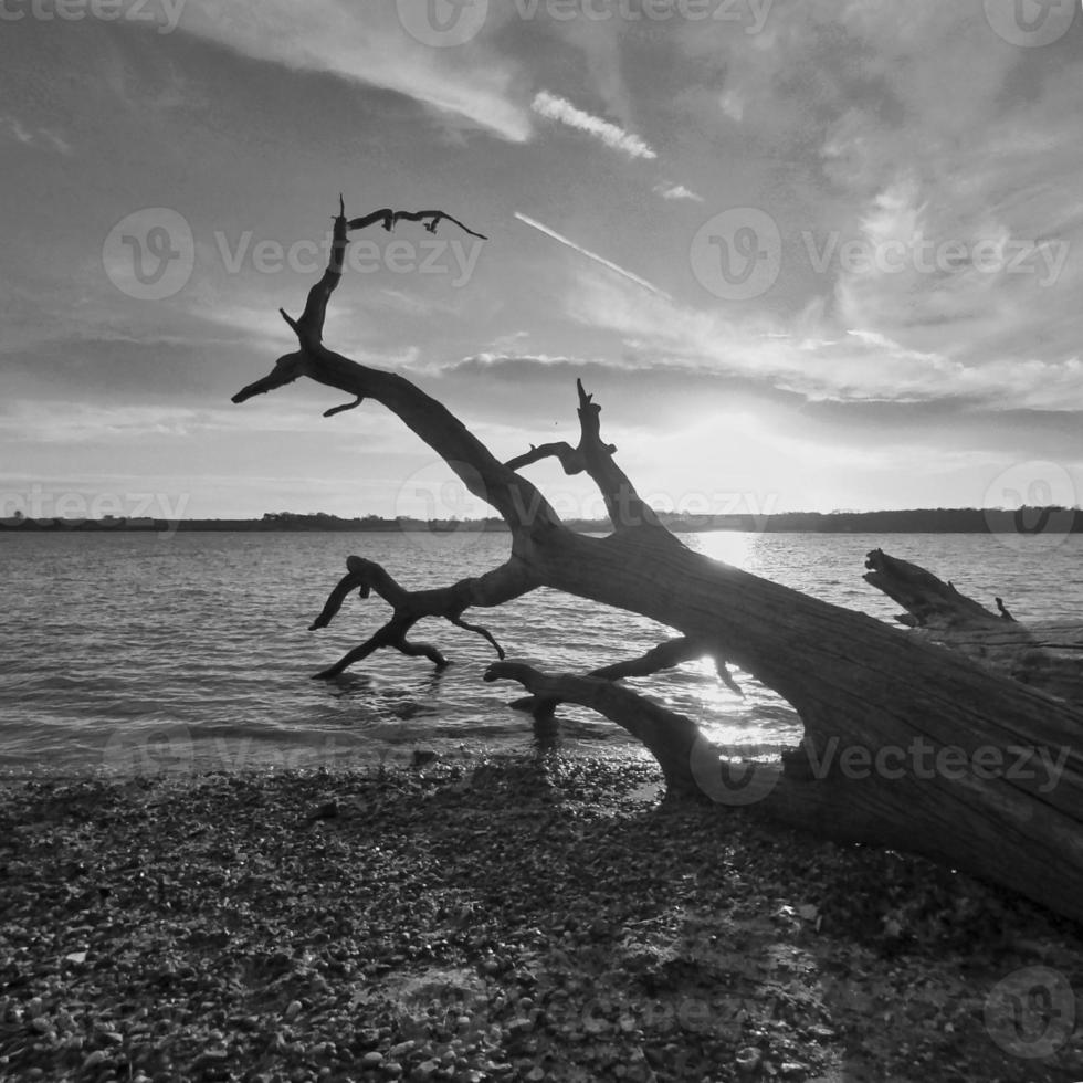 rivier- boom in zwart en wit foto