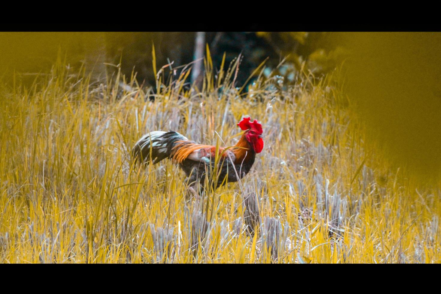 foto van een kip in de midden- van een rijst- veld- gedurende de dag