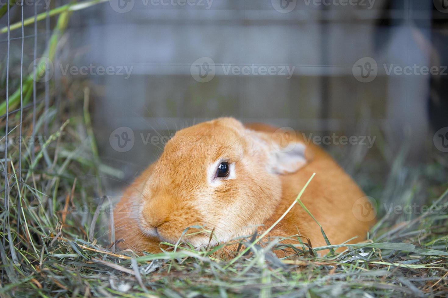 rood konijn in de groen gras. foto