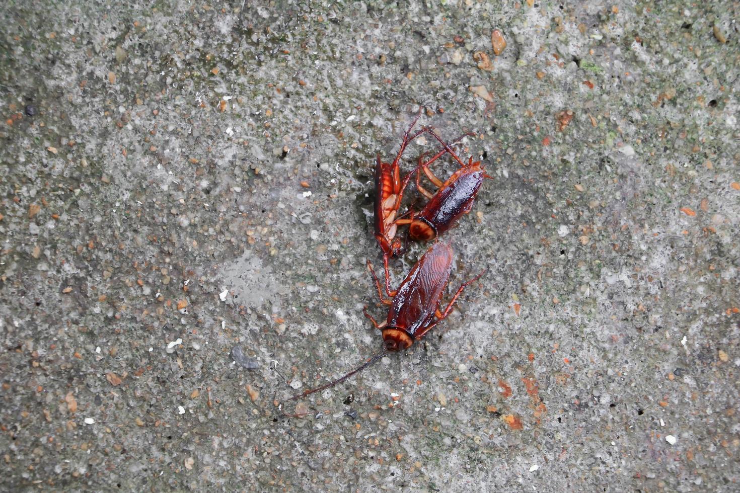 kakkerlak dood Aan de verdieping cement foto