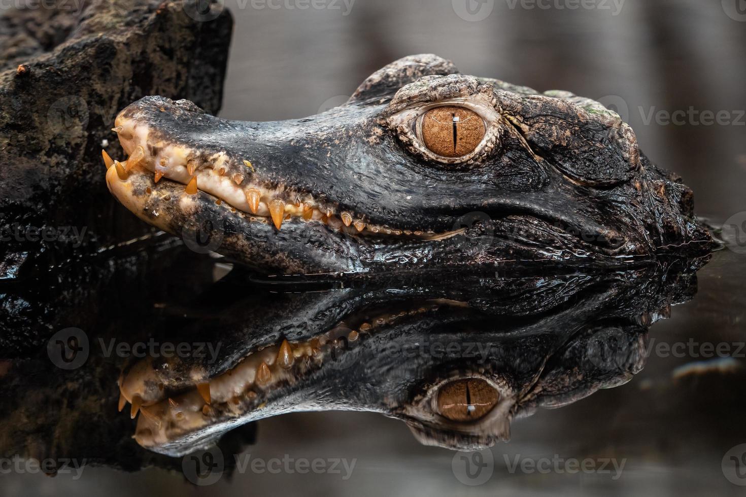 hoofd van een krokodil. dwerg kaaiman. foto