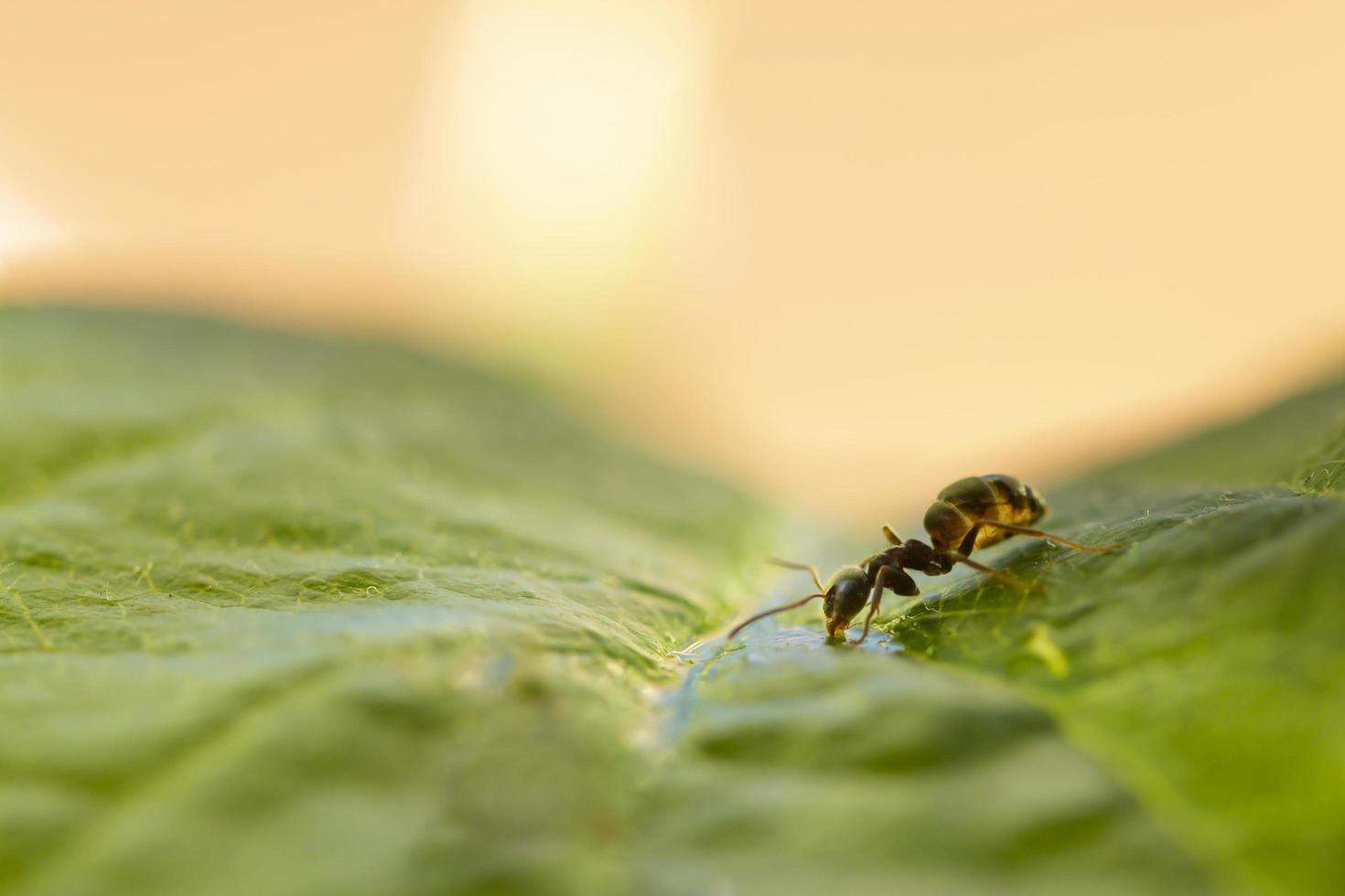 kleine zwarte mier geïsoleerd op een groen blad drinkwater foto