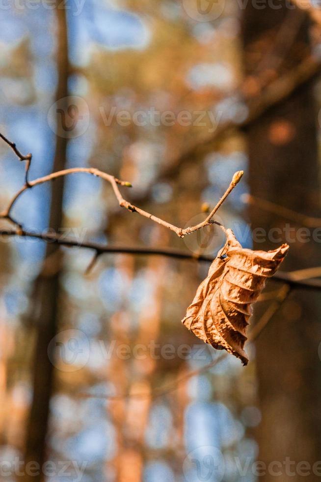 verdord herfst bladeren Aan een boom Afdeling foto