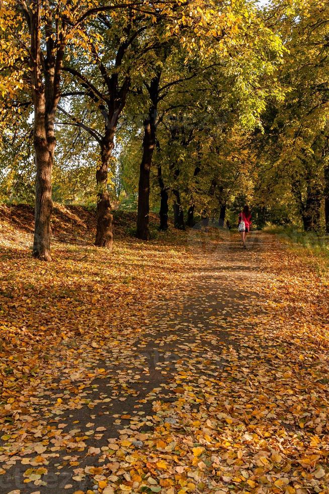 herfst zonneschijn in de bladeren Aan welke de meisje gaat foto