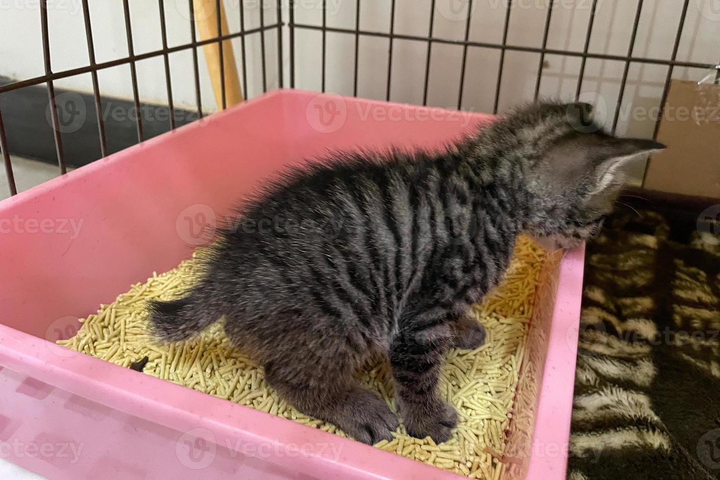 schattig weinig kat in de zandbak. schattig kort haar katje in afval doos in kooi Bij huis. de kat is poepen in de afval doos. foto