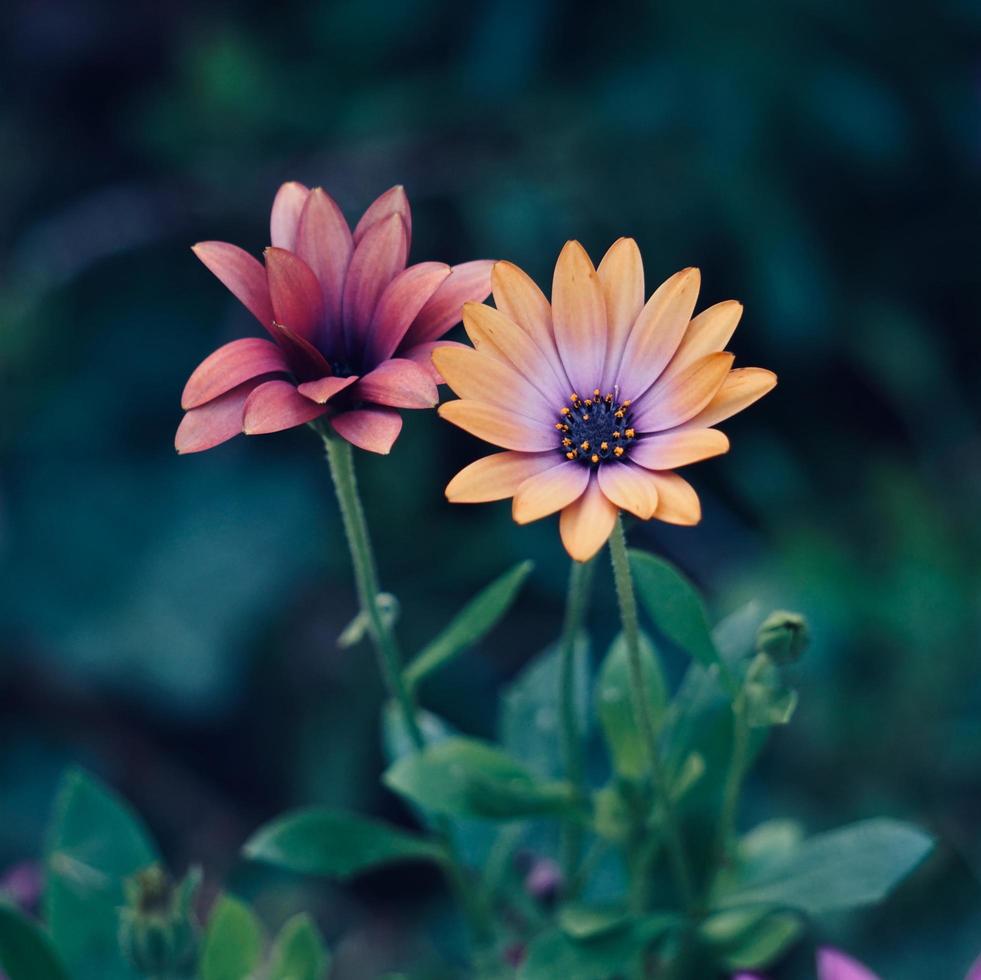 mooie oranje bloem in de tuin in het voorjaar foto