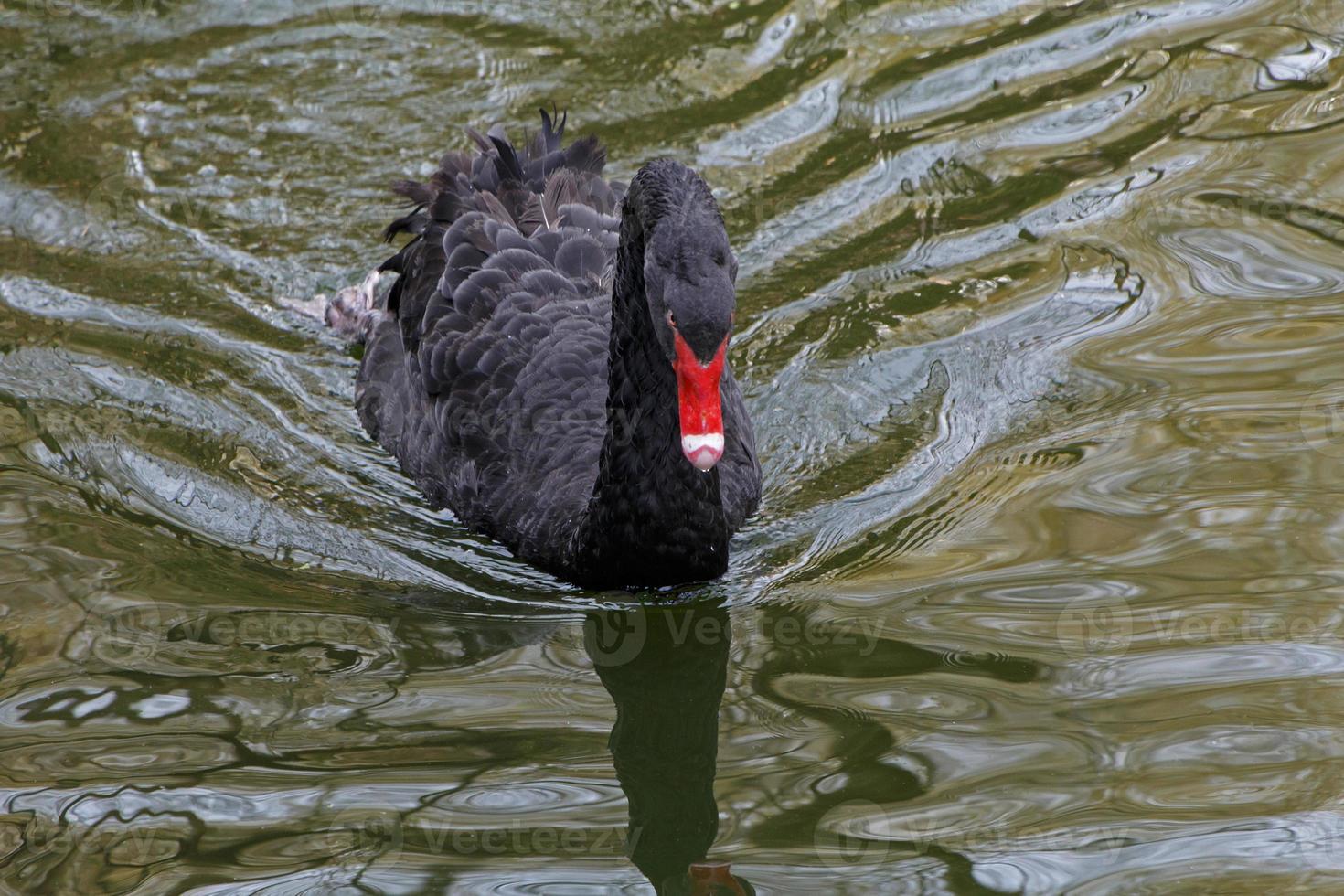 zwarte zwaan zwemmen in het meer foto