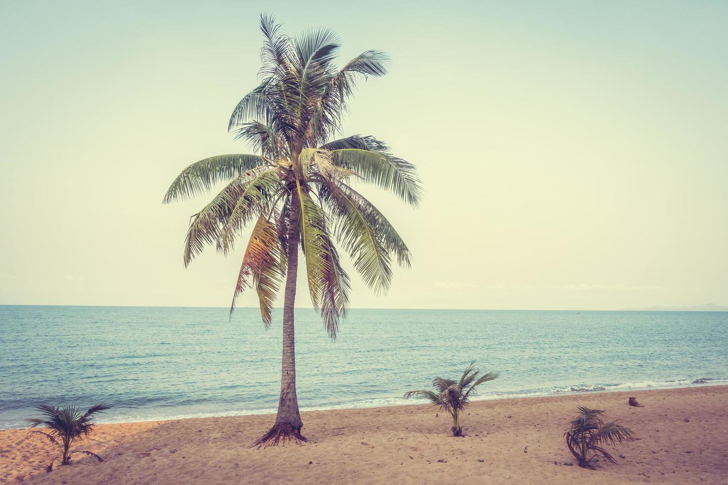 kokospalm op het strand foto