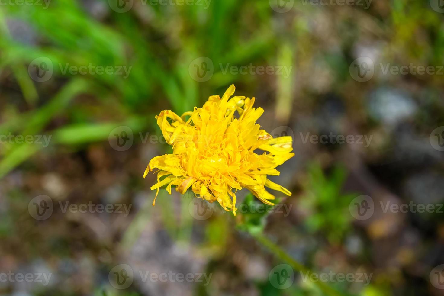 mooi wild groeit bloem geel paardebloem Aan achtergrond weide foto