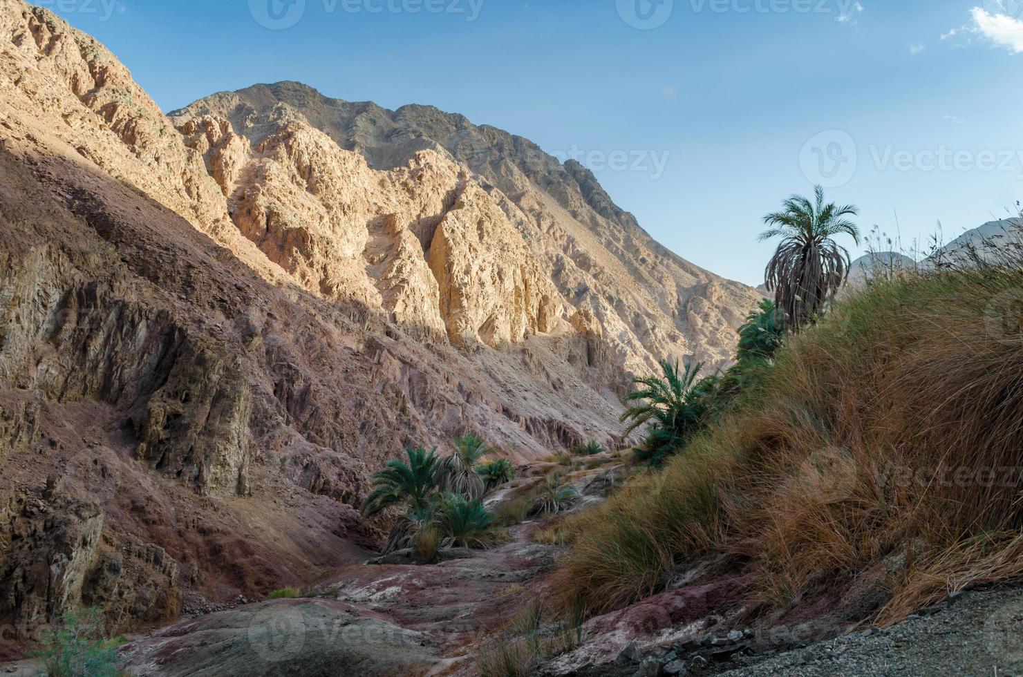 berglandschap met palmbomen en planten in de woestijn foto