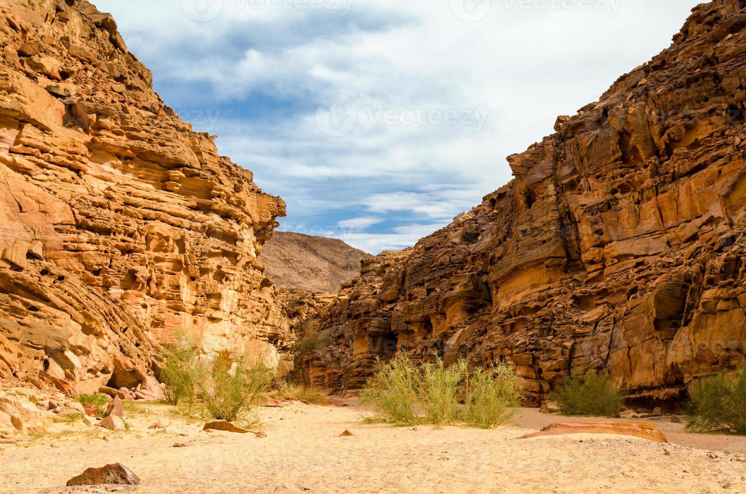 gekleurde canyon met groene planten foto