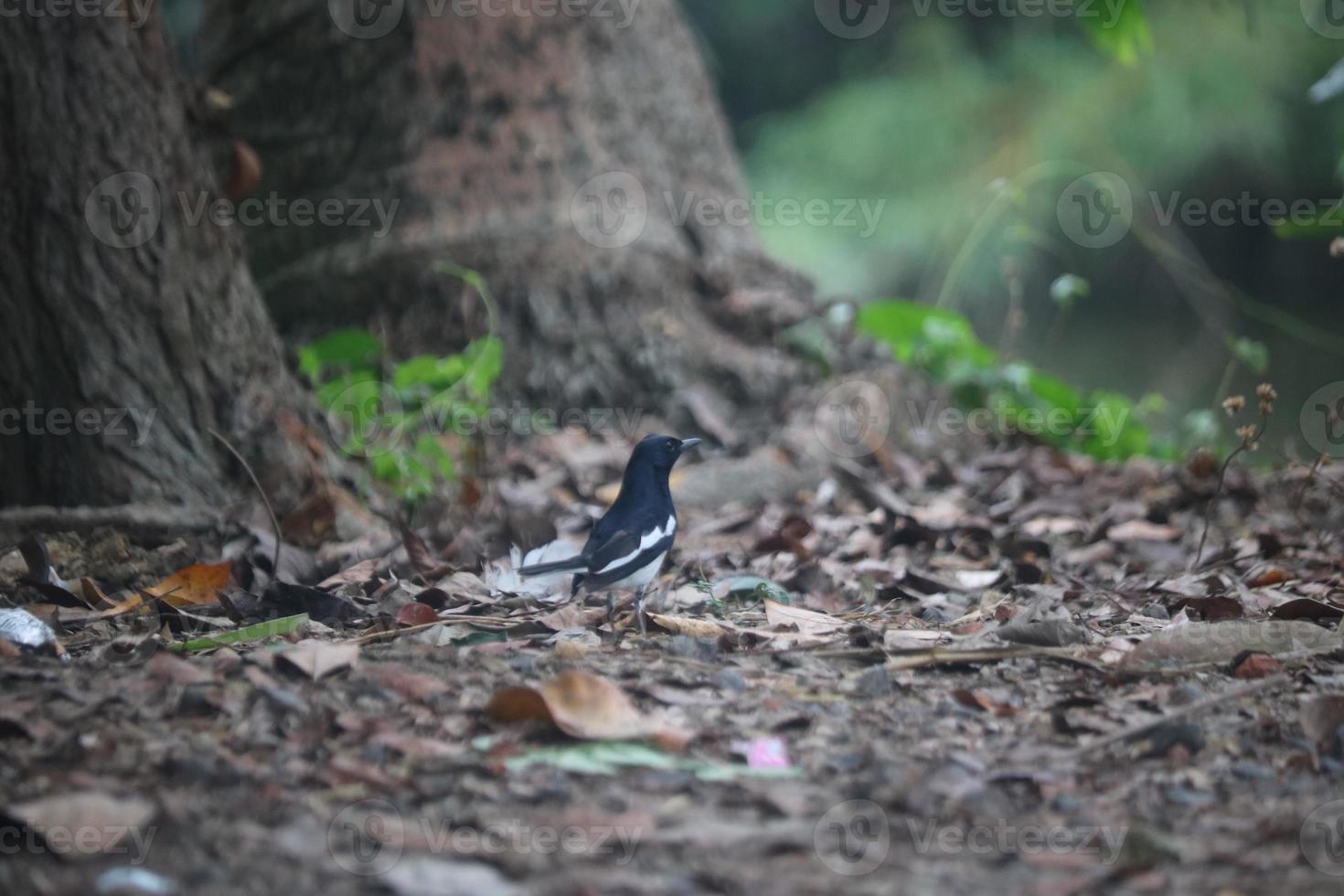 Doel vogel looks heel mooi foto