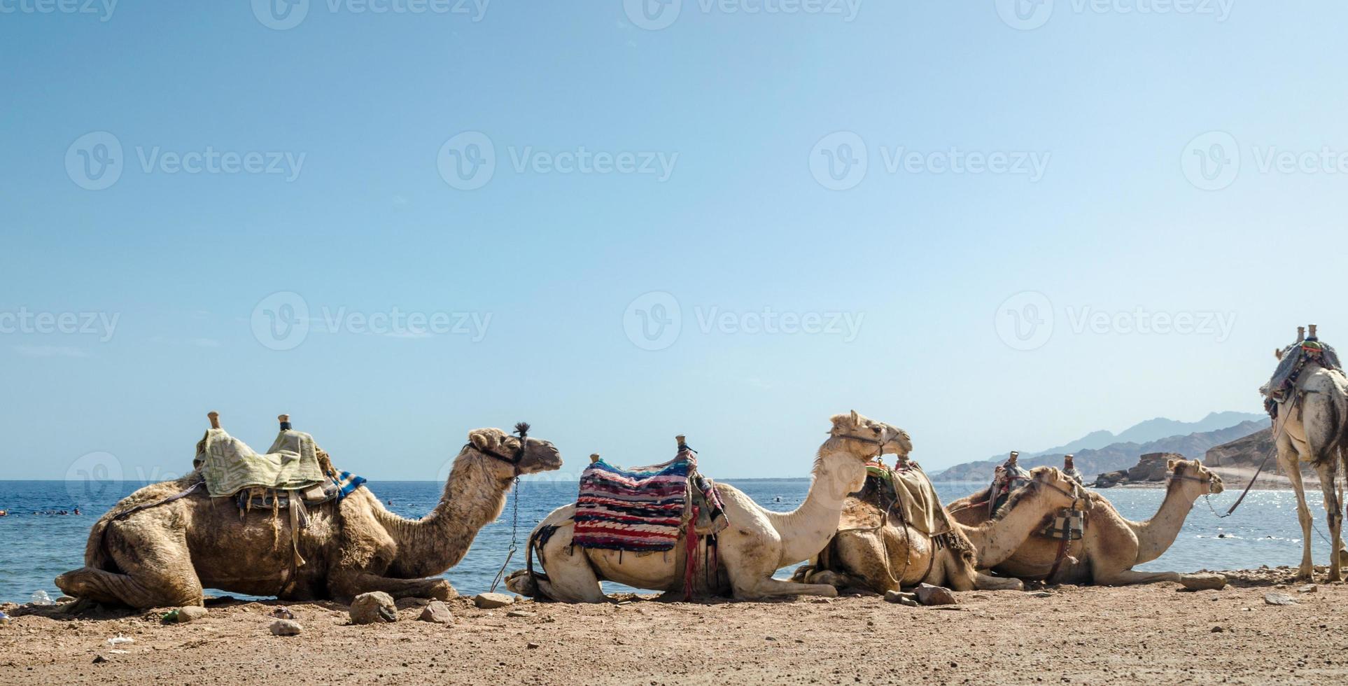 caravan van liggende kamelen foto