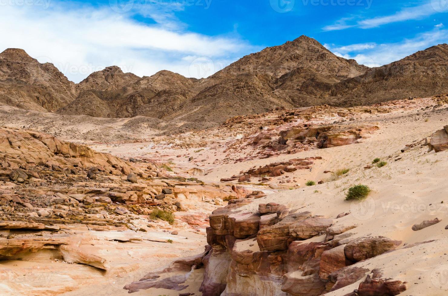 woestijn canyon met vegetatie foto