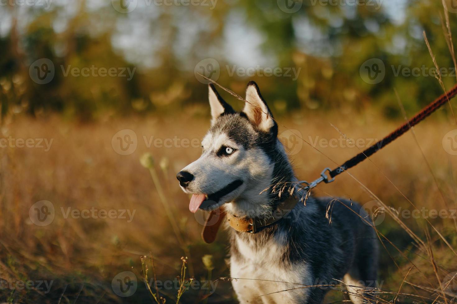 een hond van de schor ras wandelingen in natuur Aan een riem in de park, plakken uit zijn tong van de warmte en op zoek in de profiel van de herfst landschap foto