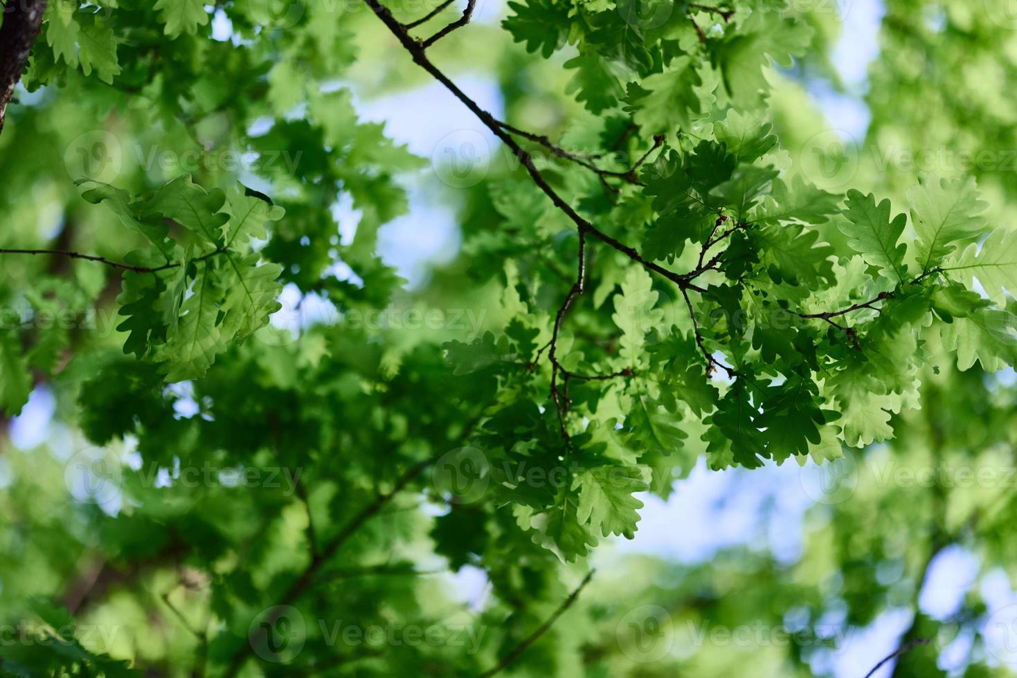de voorjaar natuur van de groot boom in de eik Woud, jong groen bladeren Aan de takken foto