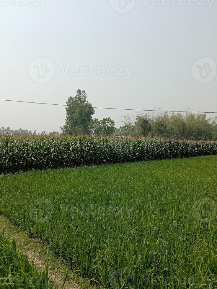 groen rijst- velden foto's foto