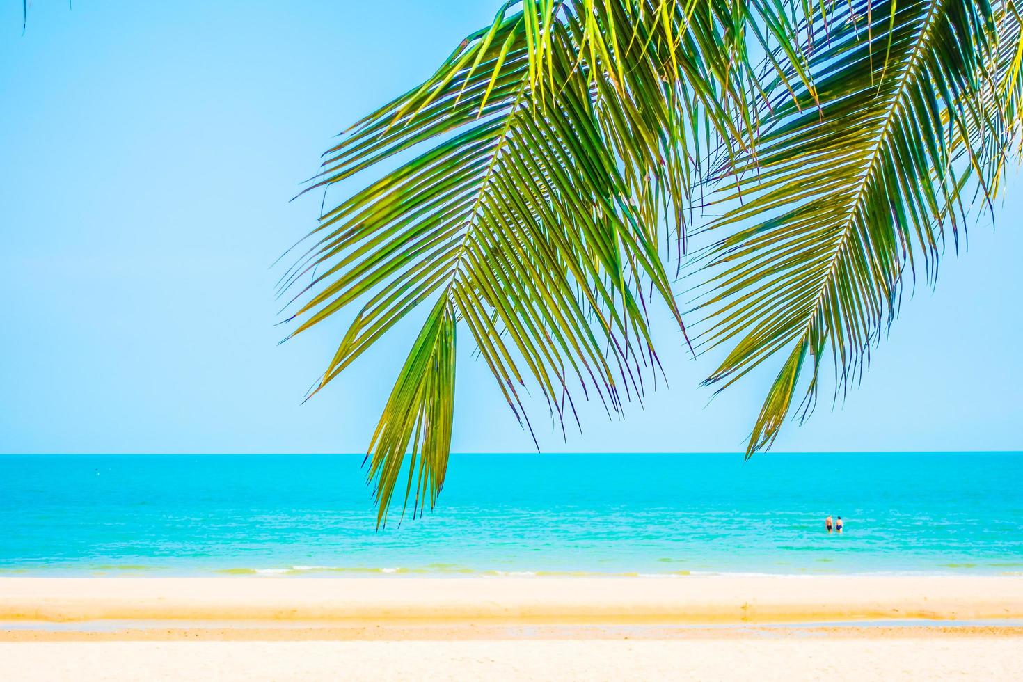 prachtige palmboom op het strand foto