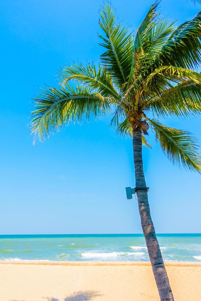 palmboom op het strand foto