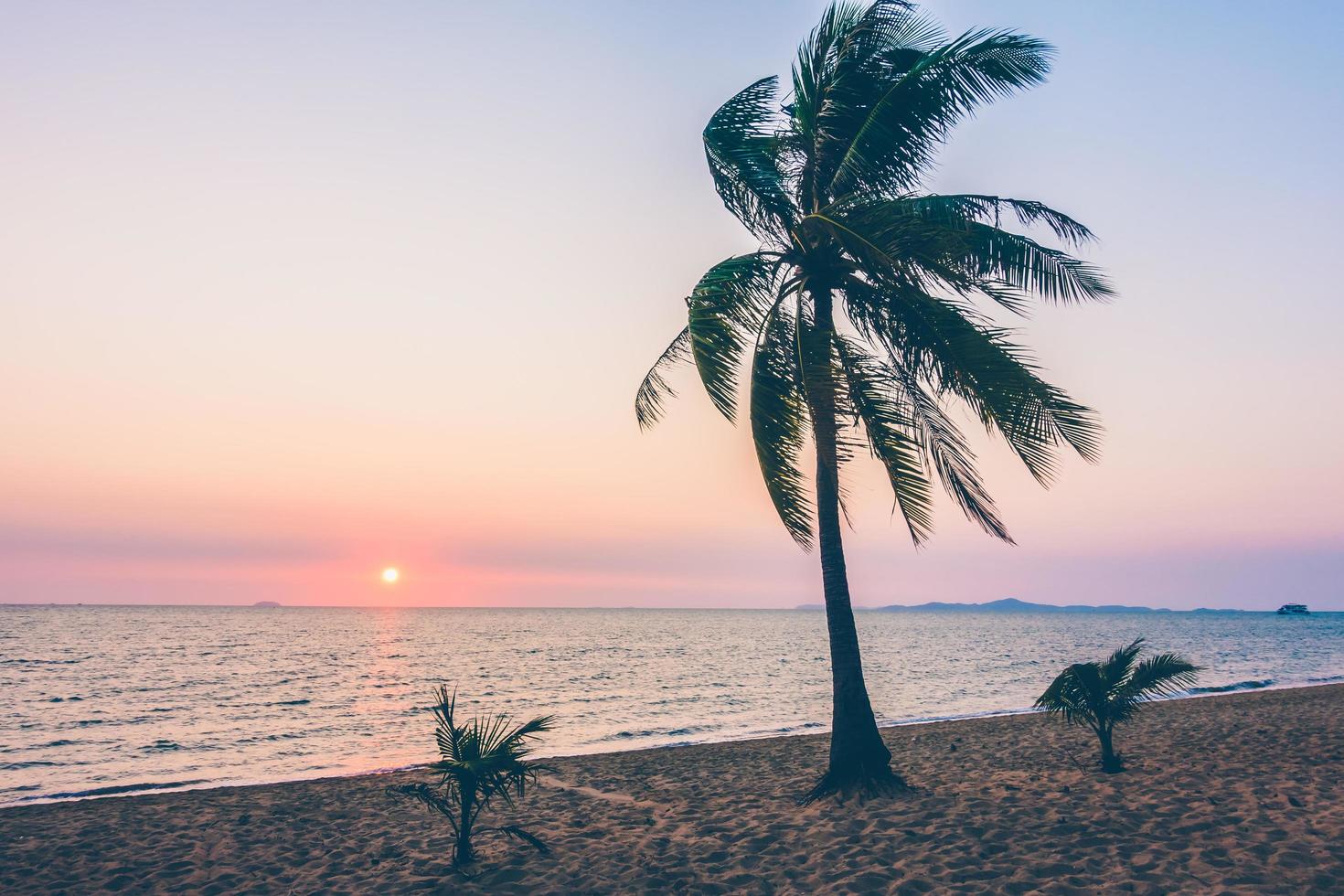 palmboom op het strand foto