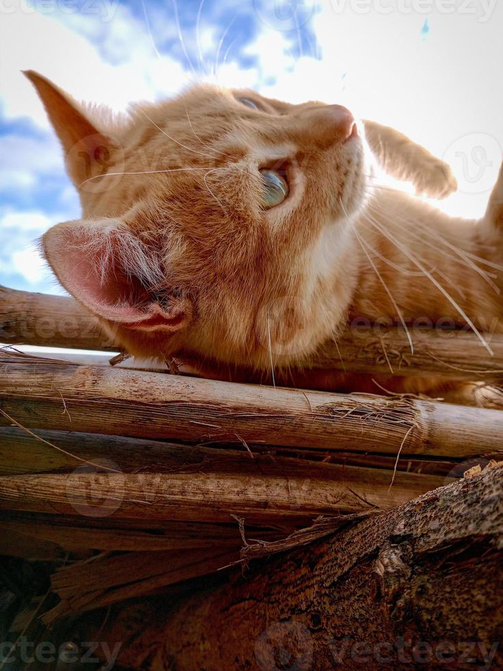 schattig abrikoos kat in de zon foto