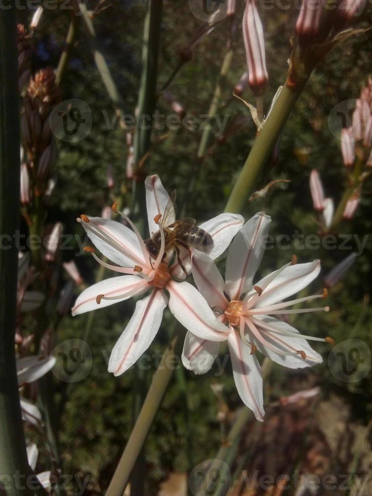 asphodelus ramosus wit bloemen fabriek foto