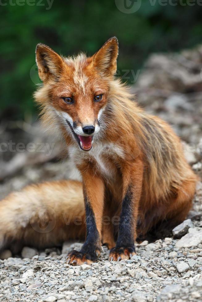 mooi wild rood vos zittend Aan stenen in zomer landschap foto