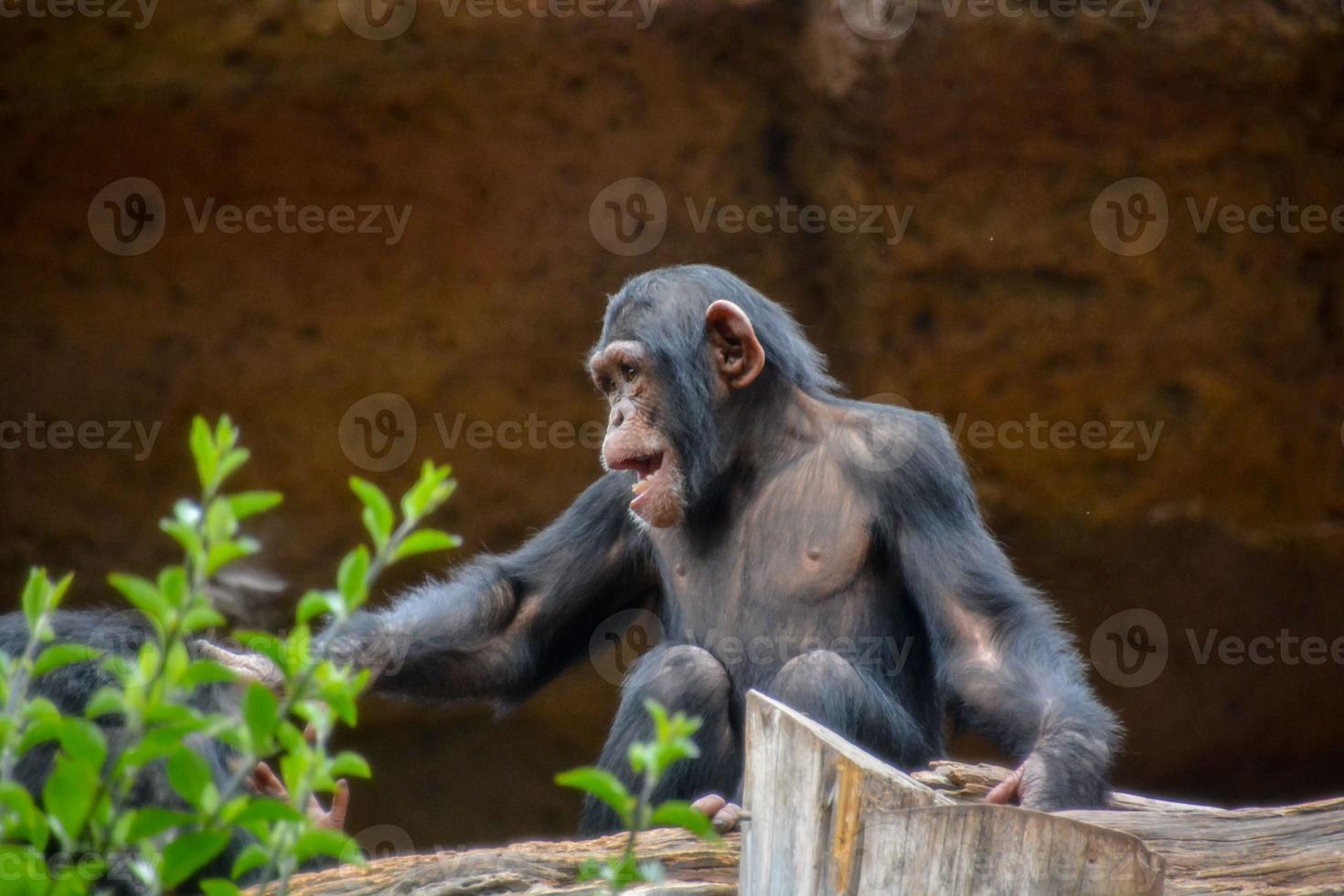 chimpansee Bij de dierentuin foto