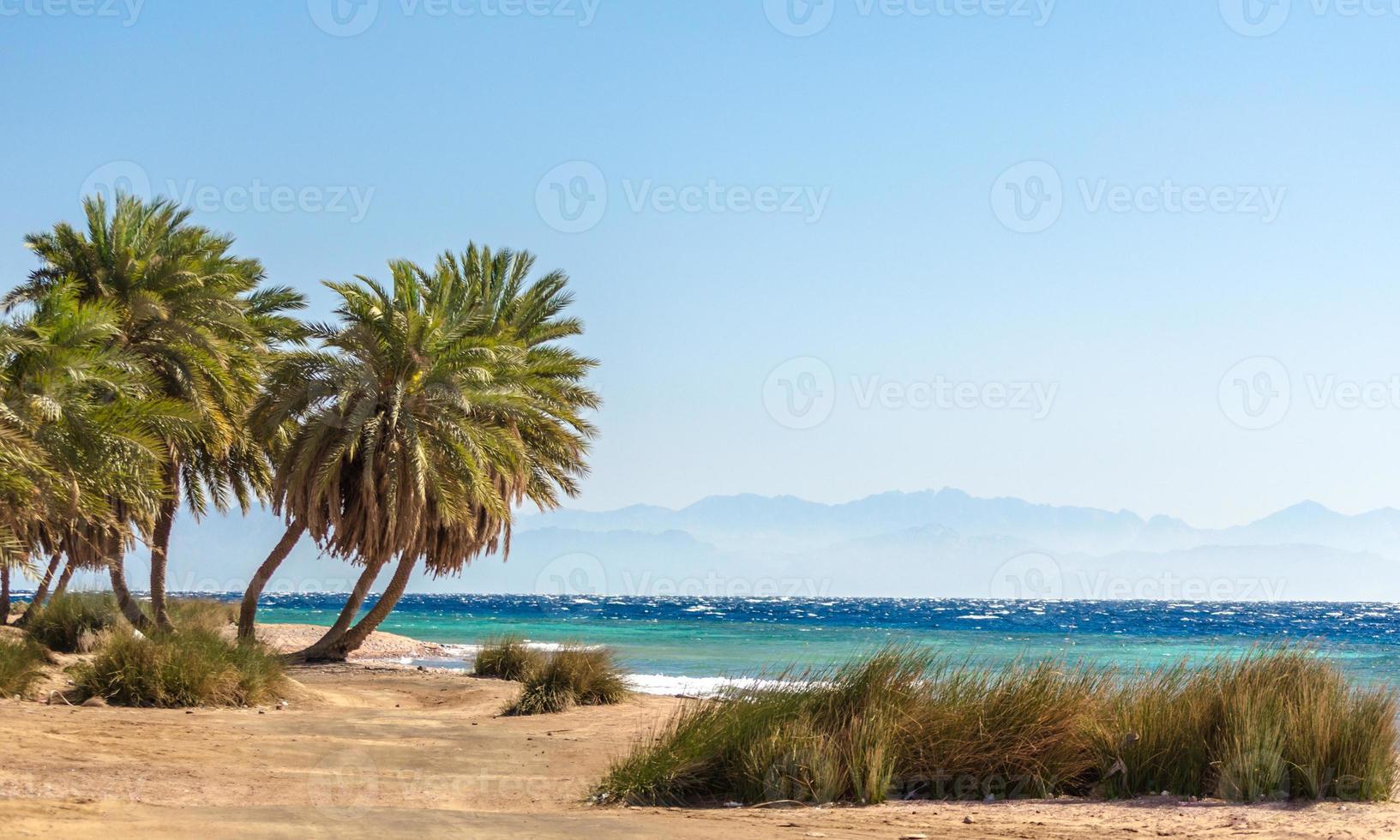 palmbomen en gras op het strand foto