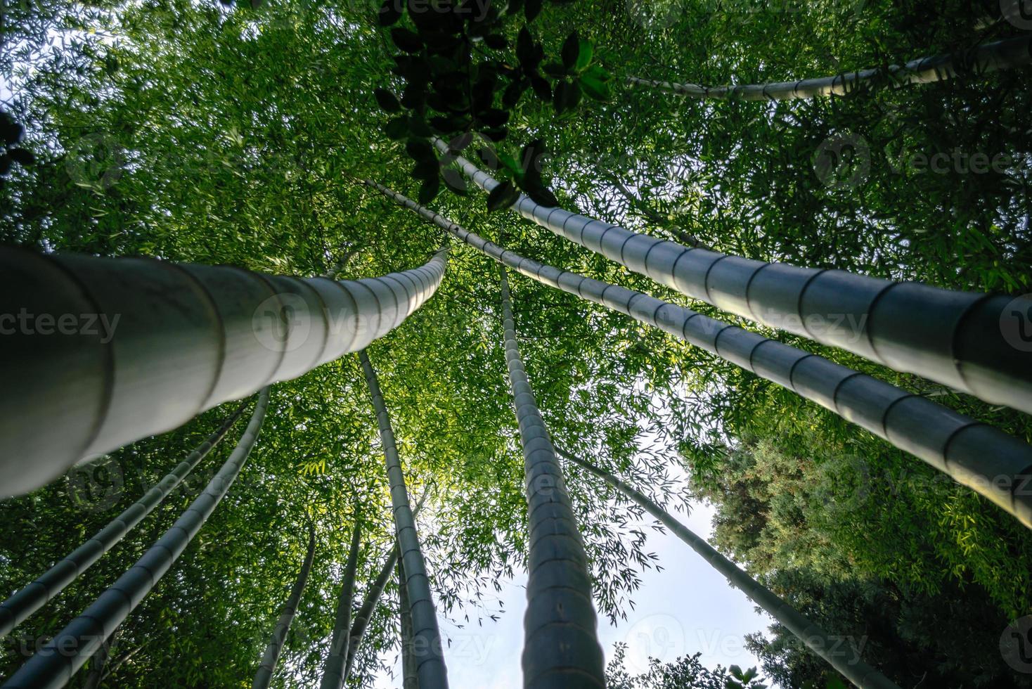 naar bomen kijken foto