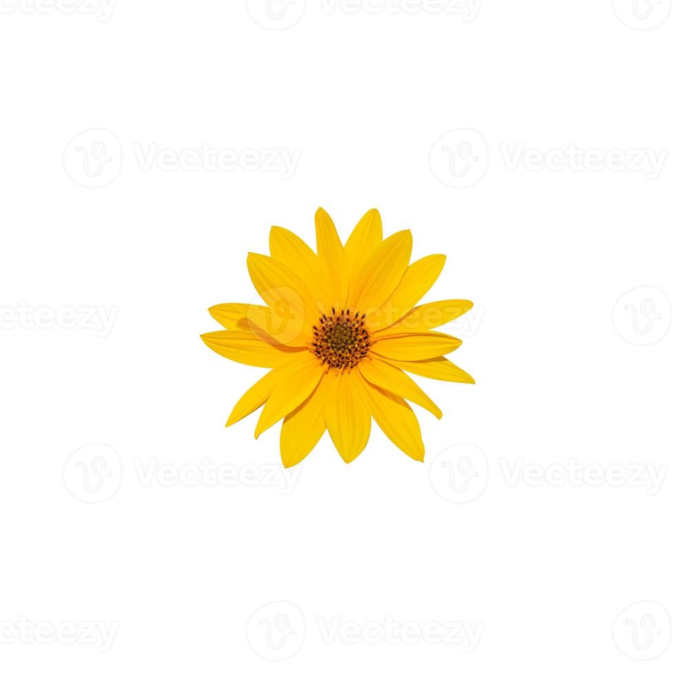 mooi zonnebloem hoofd met geel bloemblaadjes a, geïsoleerd Aan wit achtergrond foto