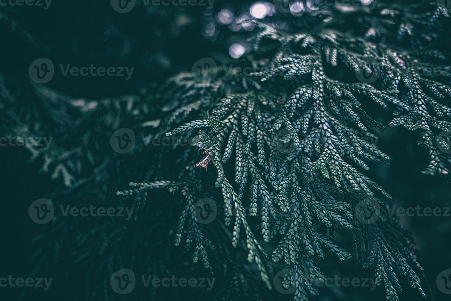 dichtbij omhoog groen Kerstmis boom bladeren in de donker toon achtergrond. foto