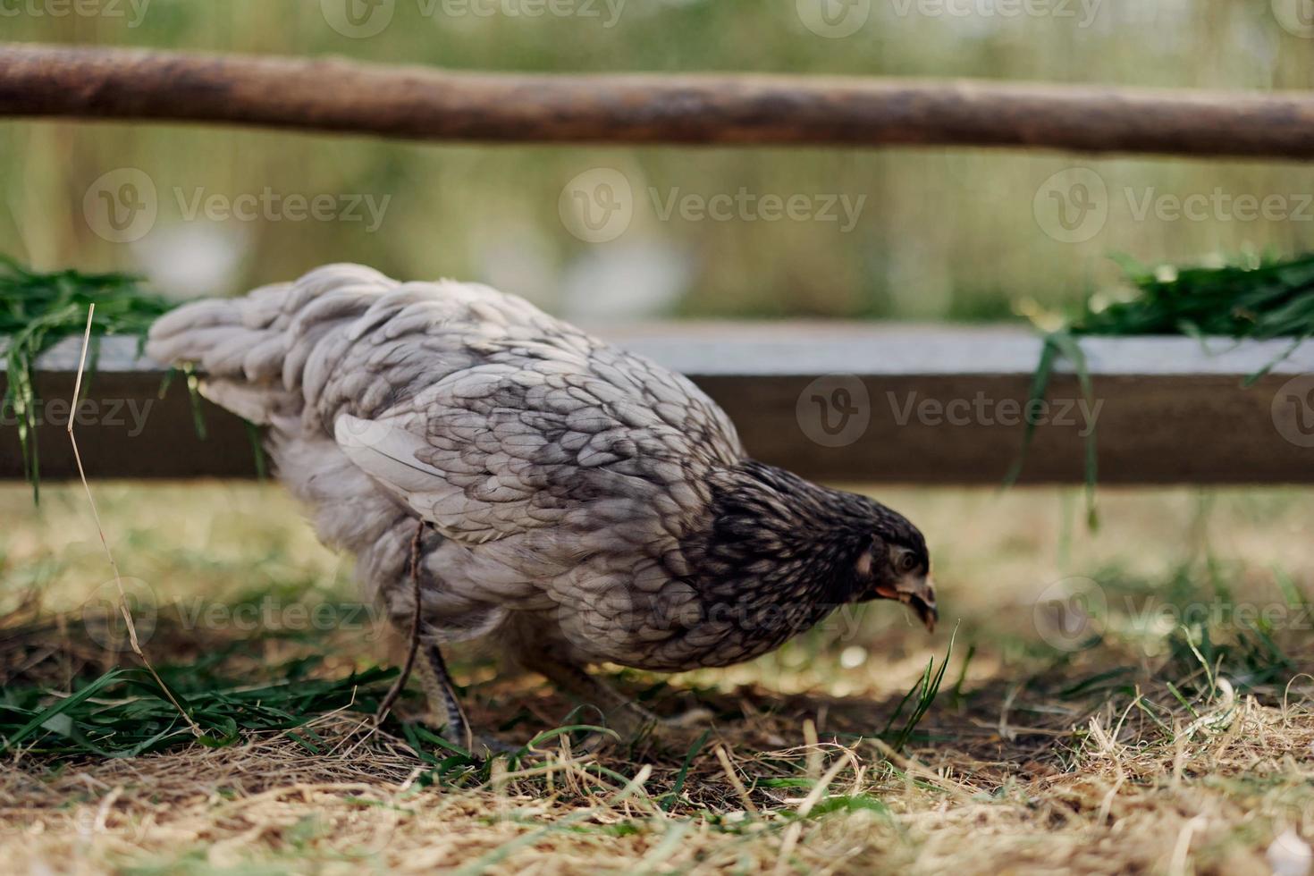 een grijs kip pikken Bij vers biologisch voeden van een boerderij voeder terwijl staand Aan groen gras in de natuur foto