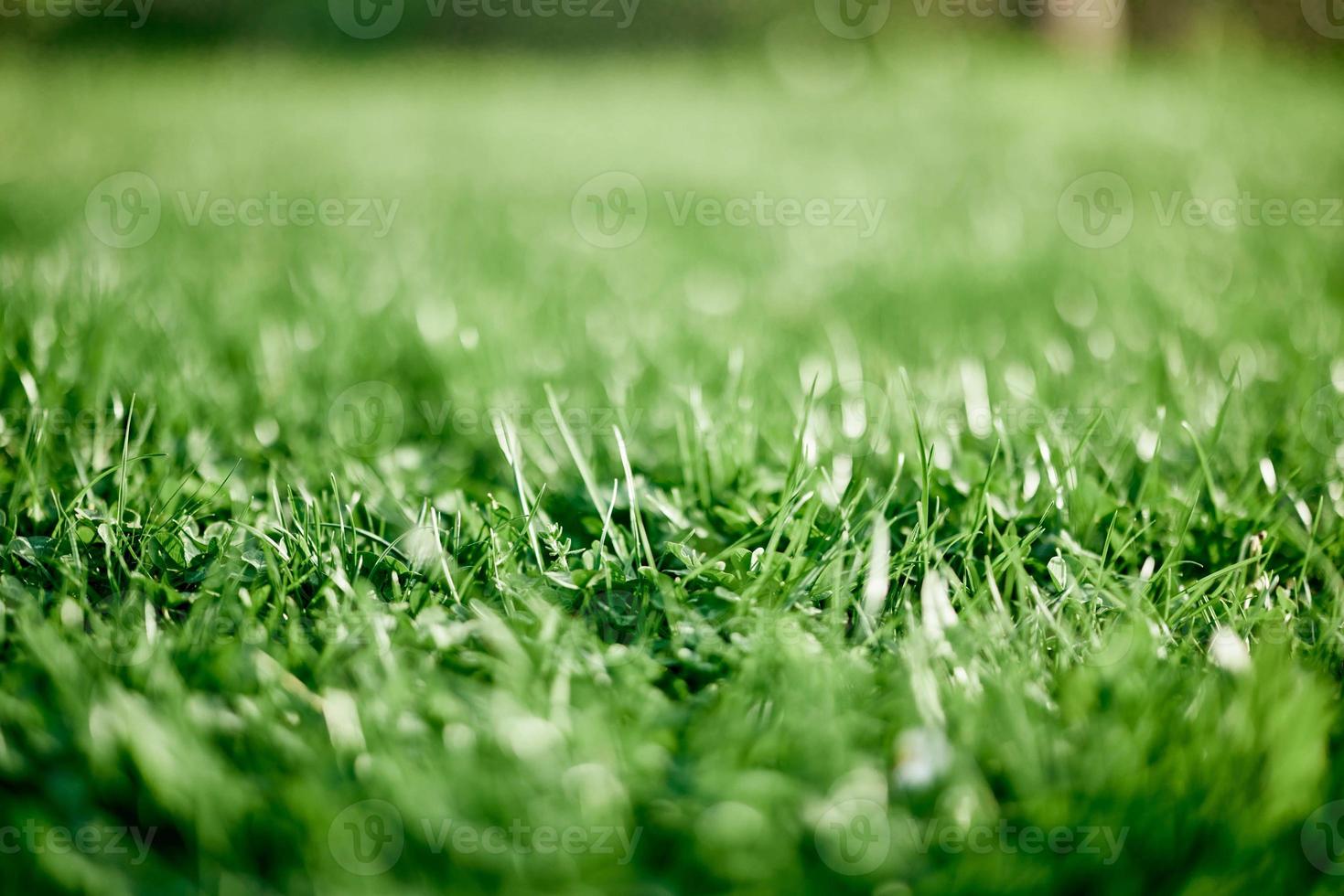 vers bladeren van jong groen gazon gras detailopname, Klaver en micro Klaver spruiten voor landschap ontwerp en tuin landschapsarchitectuur. ecologie en zorgzaam voor natuur net zo een manier van leven foto